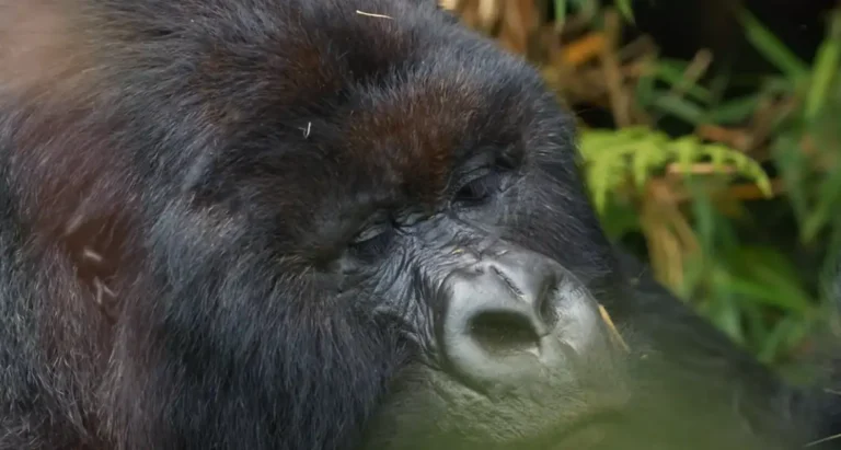 observation de gorilles en afrique