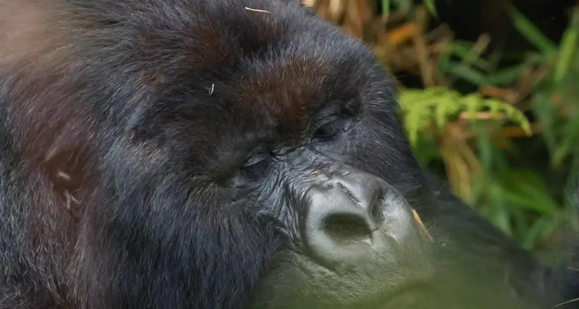 observation de gorilles en afrique