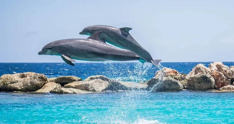 des dauphins sautent dans la mer des caraibes en martinique