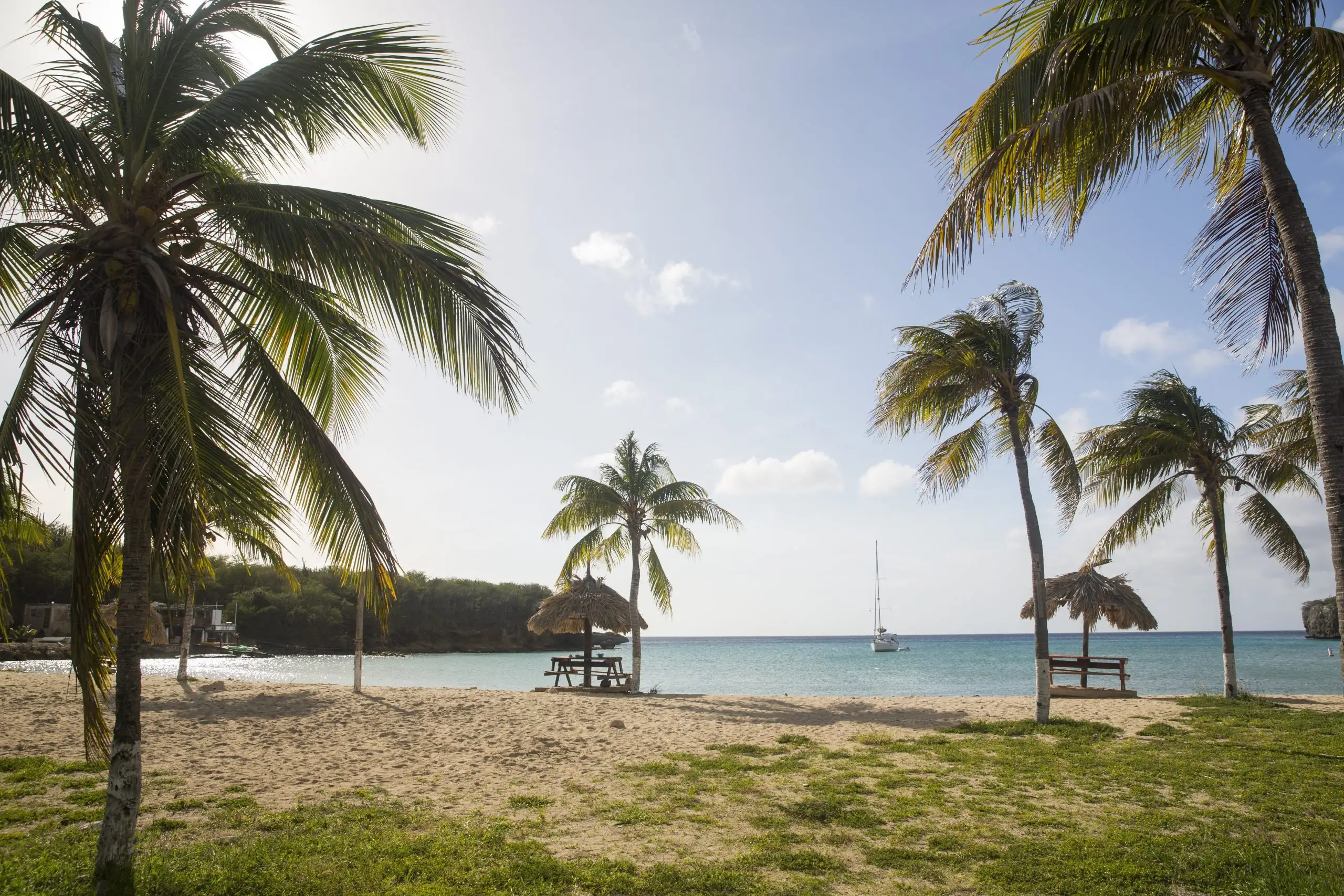 plage avec des plamier en guadeloupe